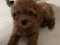 GÖLGEMİZ ÇOK TATLI POODLE