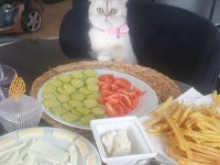 British shorthair prenses