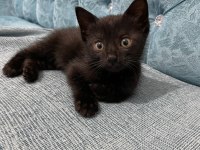 Ücretsiz sahiplendirme british shorthair