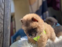 TOSUNCUK DİŞİ ERKEK CHOW CHOW YAVRULAR