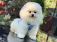 Ayıcık Surat Pomeranian