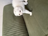 2,5. aylık scottish fold