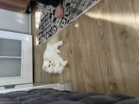 8 Aylık Kedimiz Sahiplendirilecektir