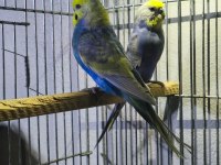 Rainbow Takım Muhabbet Kuşu