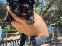 A kaliteli zeki oyuncu egzotik french bulldog yavrularım