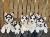 A KALİTE SİBİRYA (HUSKY) YAVRULAR
