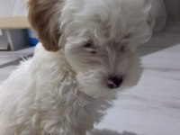 Maltipoo 3 aylık Yavru