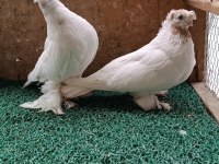 Özbek taklacı güvercini (Çift tepeli gülbademler)
