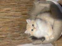 Anne Baba Şecereli NY12 Safkan British Longhair Dişi