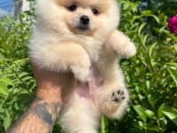 Pomeranian boo