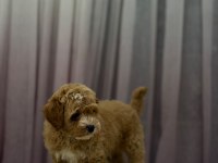 Poodle Ayarında Maltipoo Erkek 