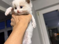 Ragdoll Yavrular