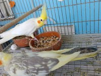 Daha önce yavru alınmış garantili takım sultan papağanı