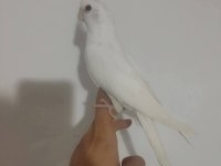 Acil satılık sultan papağanı