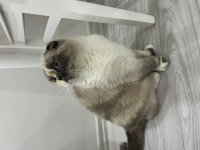 Scottish fold güzel kızım