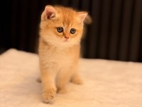 British Shorthair Golden Ny11