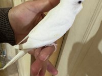 29 GÜNLÜK ALBİNO DİŞİ BEBEK MUHABBET KUŞU