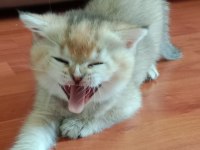 Safkan british shorthair
