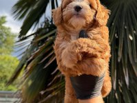 Kore Maltipoo 