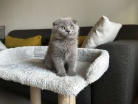 SIFIR KULAK SCOTTİSH FOLD CİNSİ YAVRUMUZA AİLE ARIYORUZ