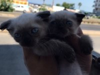 BLUE POİNT YAVRU KEDILERIMIZ son 2 erkek adet