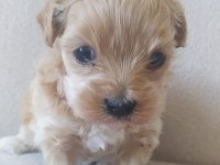 Maltipoo yavrular