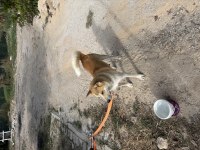 1 yaşında akita inu uysal sosyal oyuncu