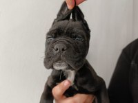 Cane Corso yavrularımız ırk garantilidir