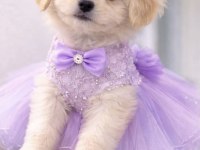 Maltipoo yavrum 55 günlük