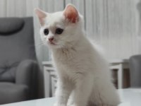 10 ağustos itibariyle 60 günlük british shorthair yavrular