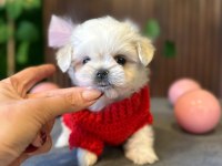 Çok Güzel Maltese Bebekler