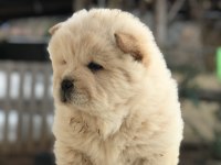 AYI SURAT CHOW CHOW ÇİN ASLANI
