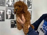 Red Brown poodle yavrular Wc egitimli