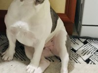 11 aylık blue marle pied çift göz renkli french bulldog