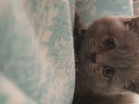 Safkan british shorthair