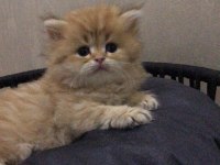 British Longhair Kedisi