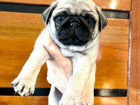 DÜNYA TATLISI PUG YAVRULARI