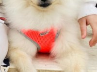 POMERANİAN BOO 4 AYLIK DİŞİ