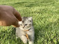 4 aylık scottish fold