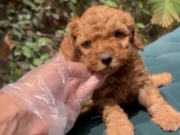 Toy poodle sağlıklı yavrumuz