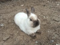 Himalayan cüce bebek tavşanlar