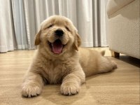 Golden Retriever Yavrular İstenirse Kapınıza Teslim