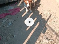 15 Ocak Doğumlu Erkek Jack Russell