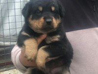 Koca kafa macar rottweiler