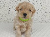 Maltipoo yavrularımız
