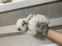 Erkek Dişi British Shorthair Bebeklerim
