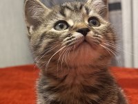 2 aylık erkek british shorthair