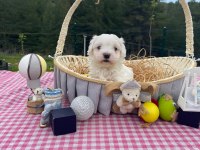 Maltese terrier 52 günlük
