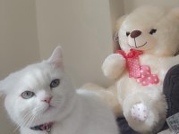 British shorthair 2 yaşında