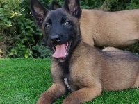 Belçika Malinois Sağlam Kan Güçlü Genetik Bebekler